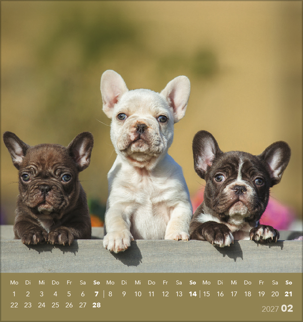 Weitere Ansicht: Hunde 2027