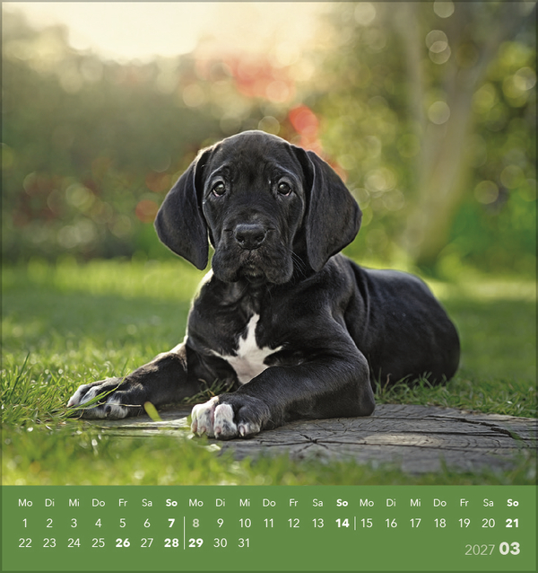 Weitere Ansicht: Hunde 2027