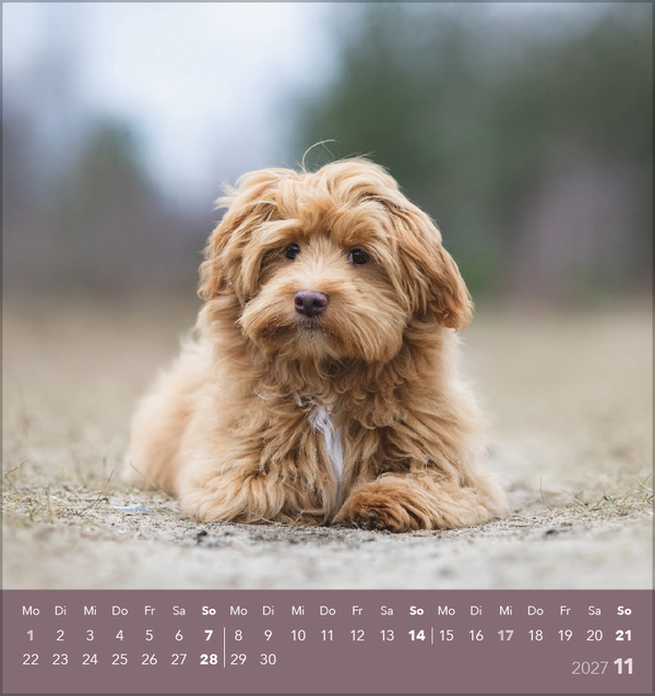 Weitere Ansicht: Hunde 2027