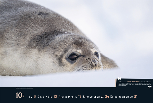 Weitere Ansicht: Expedition Antarktis 2027