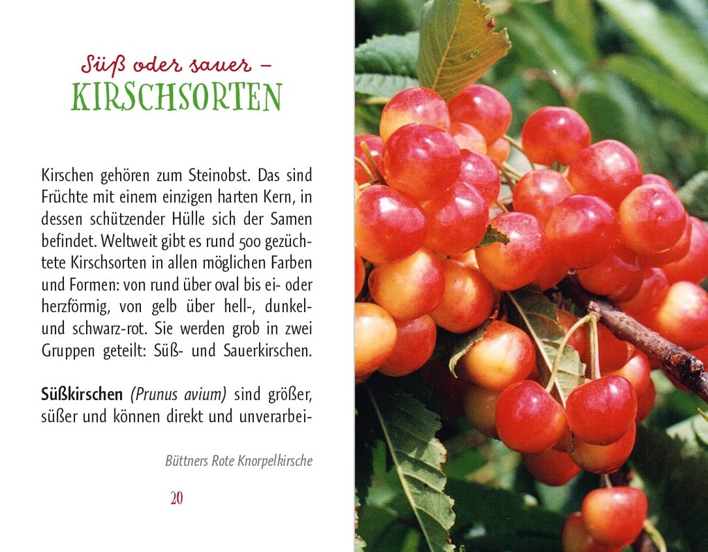 Weitere Ansicht: Kirschen | Anja Stiller