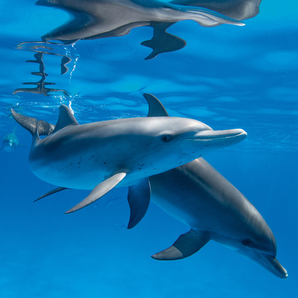 Weitere Ansicht: Delfine / Dolphins 2027