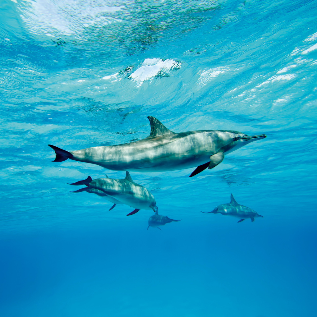 Weitere Ansicht: Delfine / Dolphins 2027