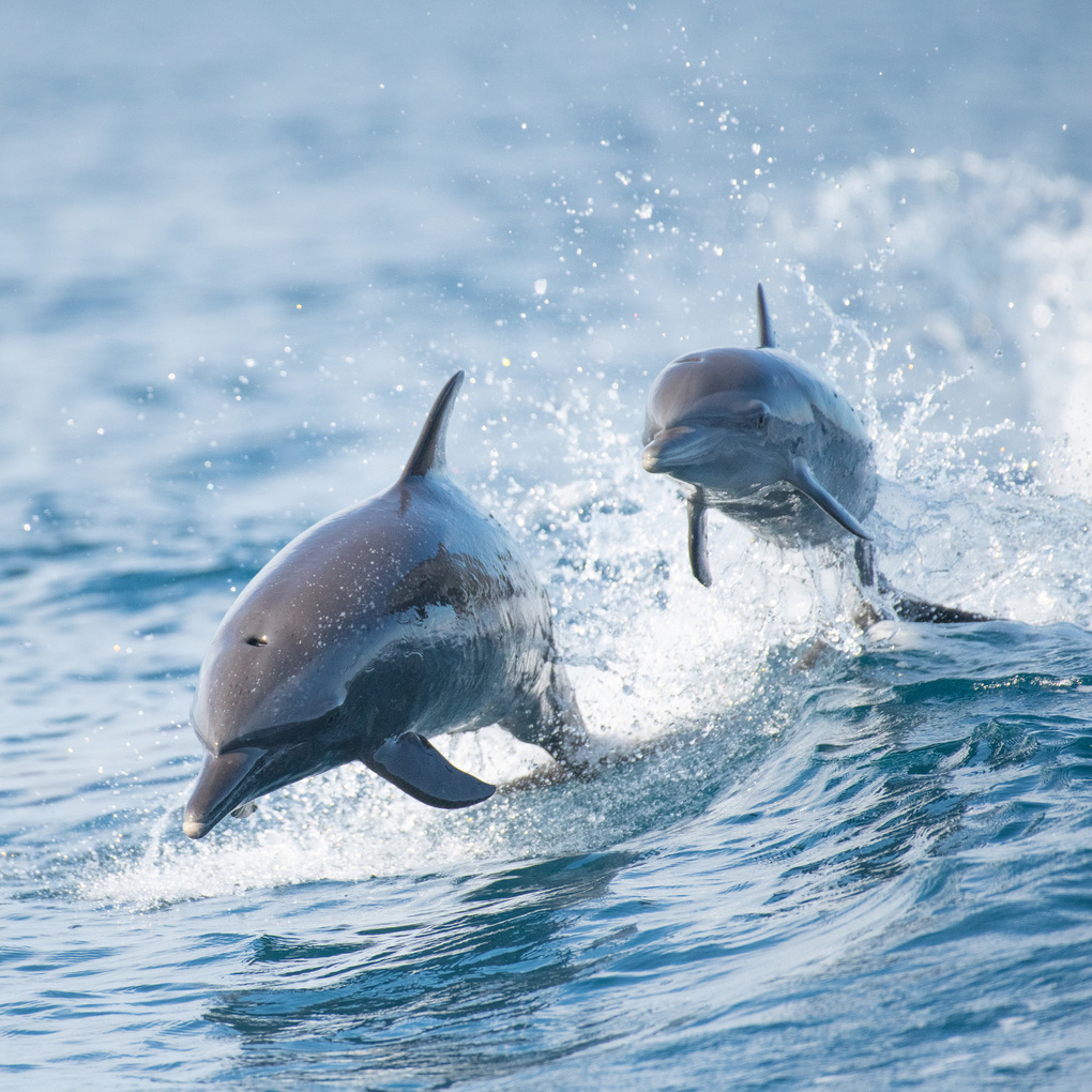 Weitere Ansicht: Delfine / Dolphins 2027