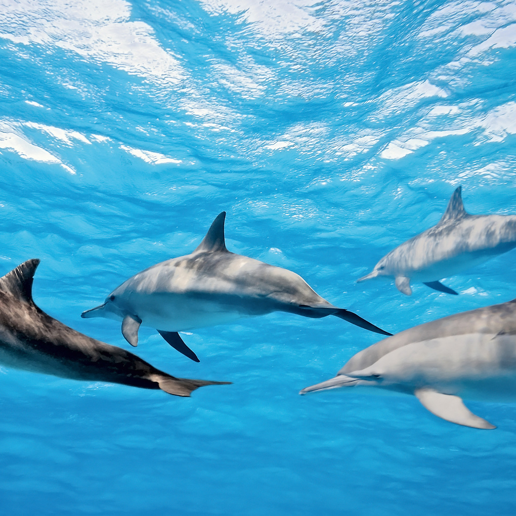 Weitere Ansicht: Delfine / Dolphins 2027