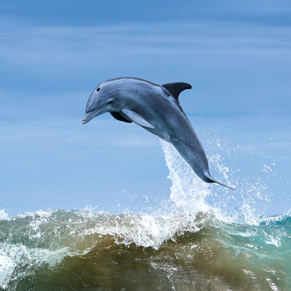 Weitere Ansicht: Delfine / Dolphins 2027