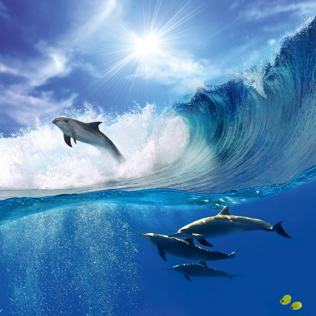 Weitere Ansicht: Delfine / Dolphins 2027