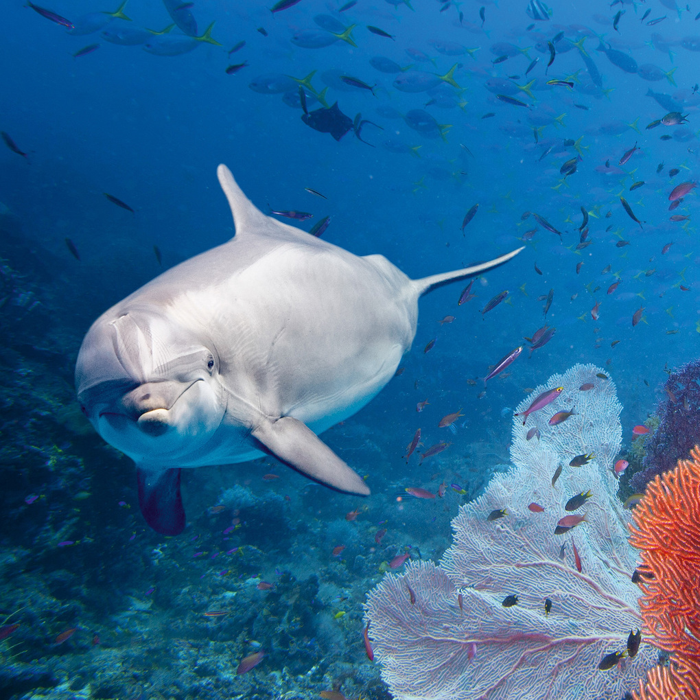 Weitere Ansicht: Delfine / Dolphins 2027
