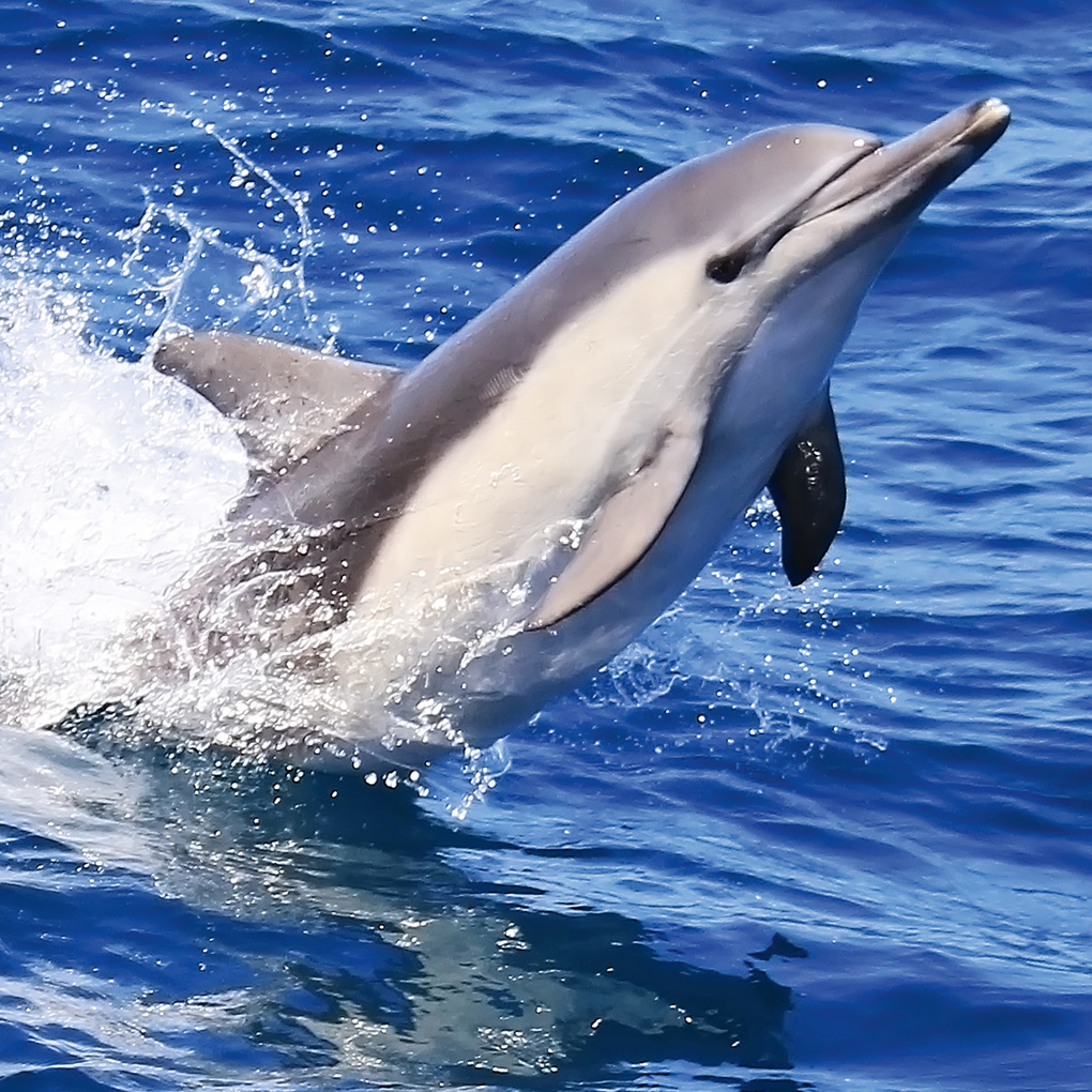 Weitere Ansicht: Delfine / Dolphins 2027