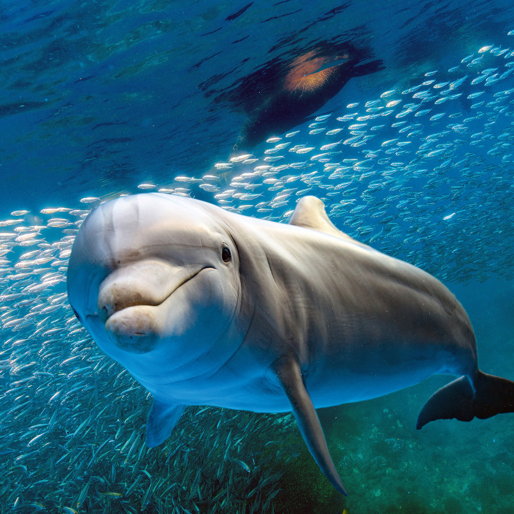 Weitere Ansicht: Delfine / Dolphins 2027