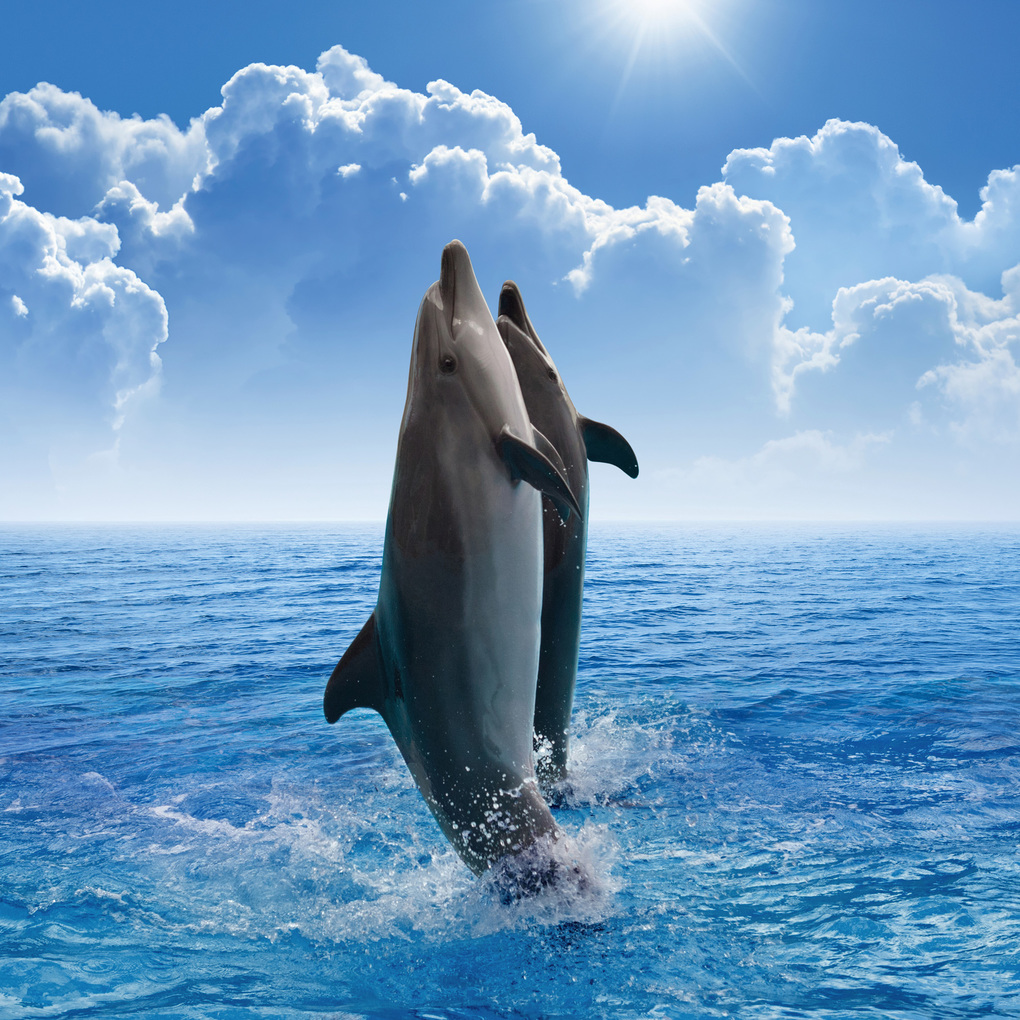 Weitere Ansicht: Delfine / Dolphins 2027