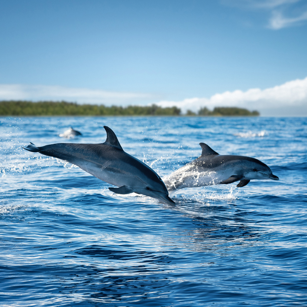 Weitere Ansicht: Delfine / Dolphins 2027