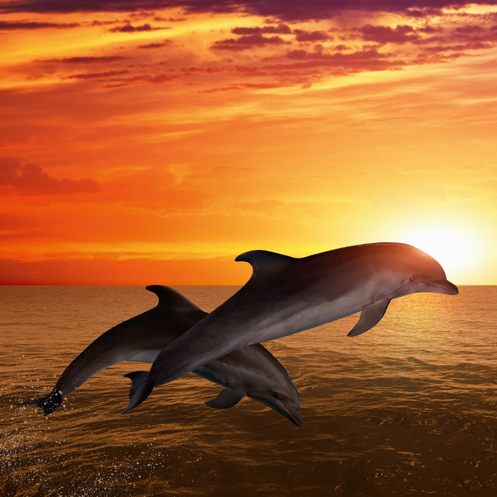 Weitere Ansicht: Delfine / Dolphins 2027