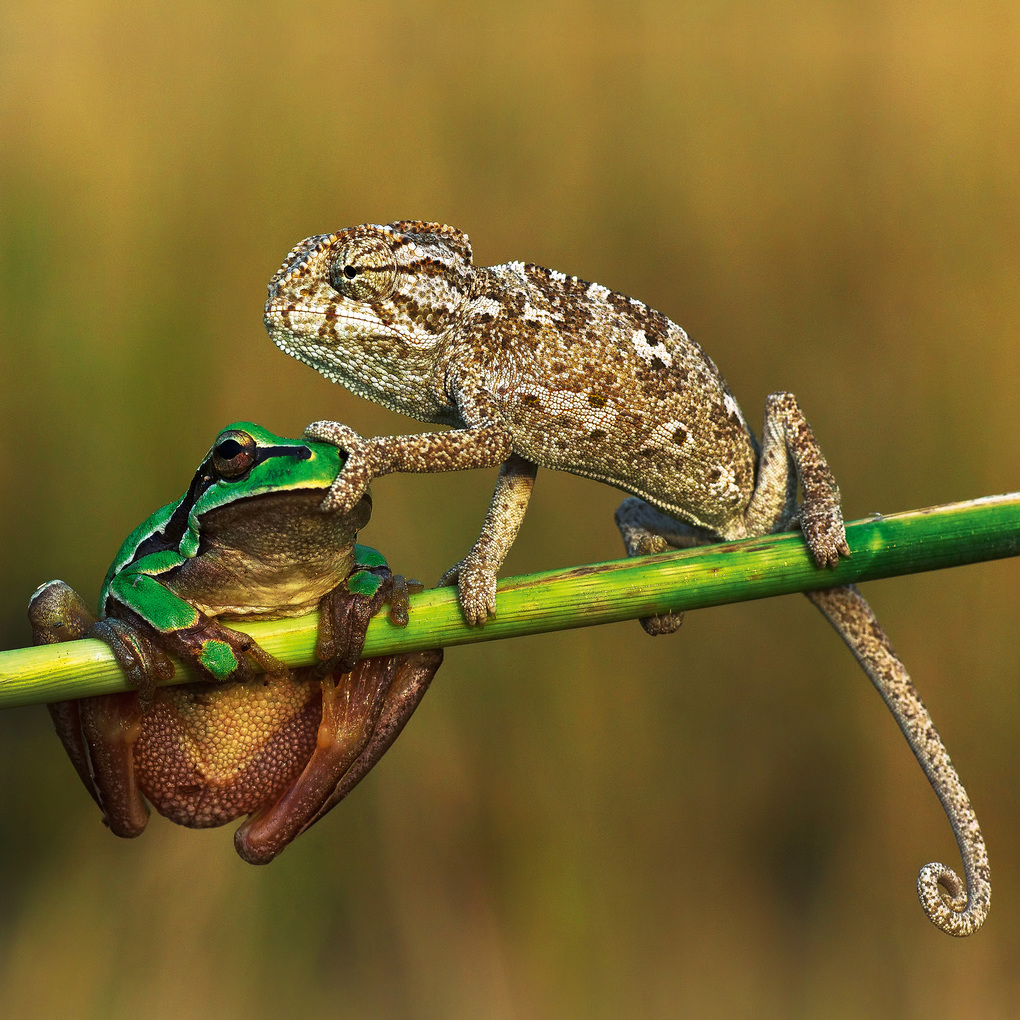 Weitere Ansicht: Lustige Tiere / Funny Animals 2027