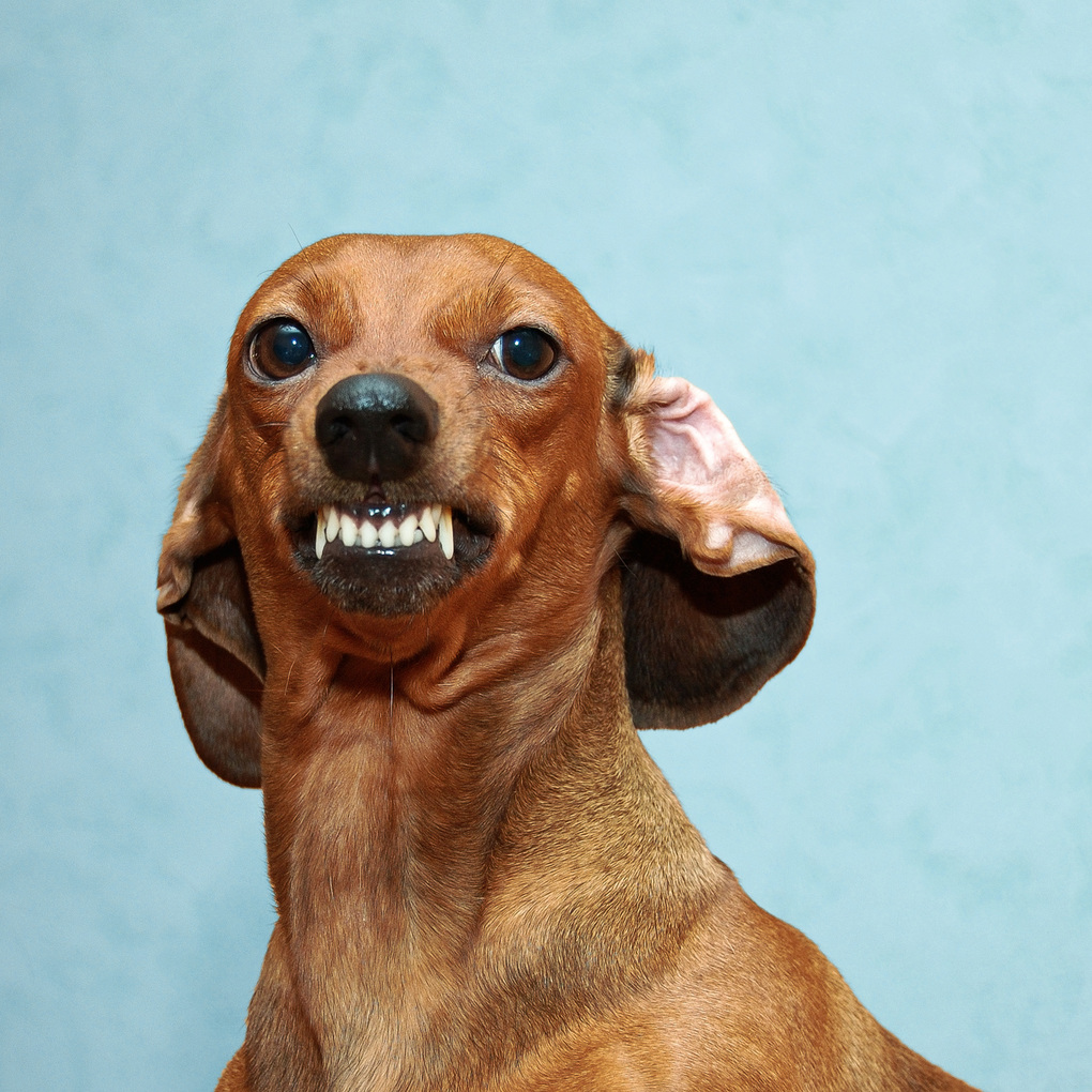 Weitere Ansicht: Lustige Tiere / Funny Animals 2027