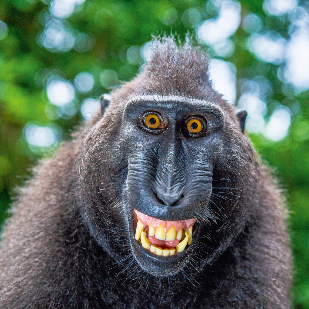 Weitere Ansicht: Lustige Tiere / Funny Animals 2027