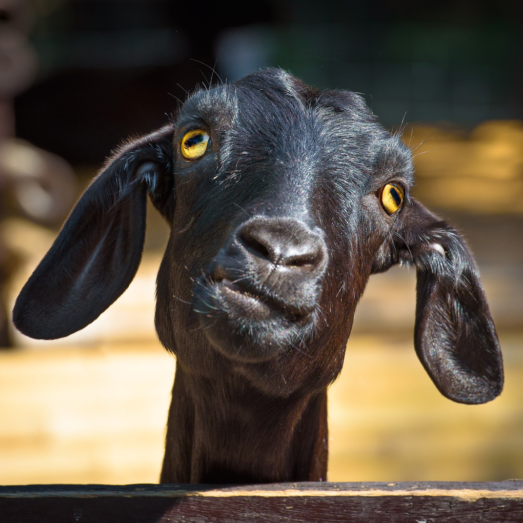 Weitere Ansicht: Lustige Tiere / Funny Animals 2027