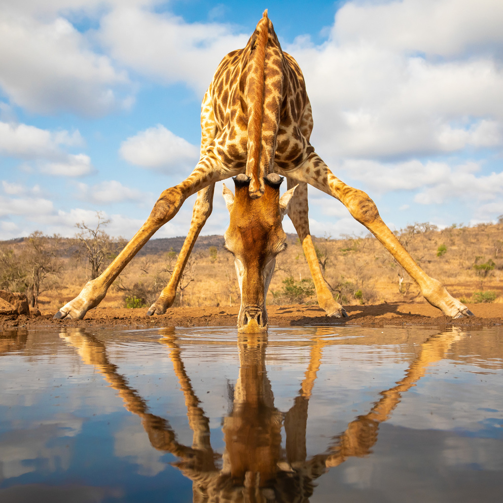 Weitere Ansicht: Lustige Tiere / Funny Animals 2027