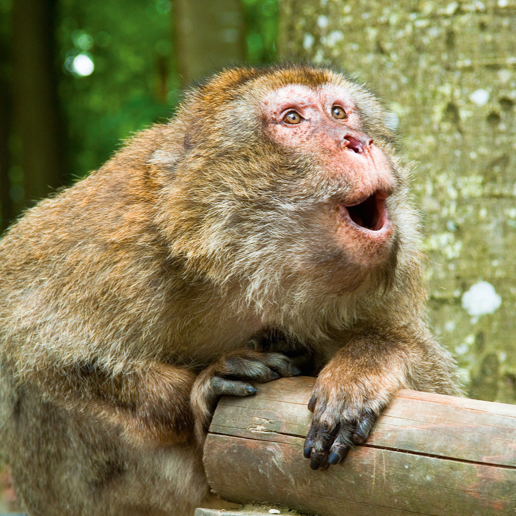 Weitere Ansicht: Lustige Tiere / Funny Animals 2027