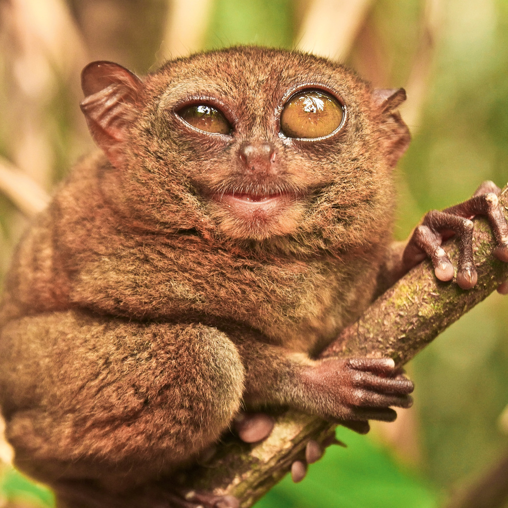 Weitere Ansicht: Lustige Tiere / Funny Animals 2027