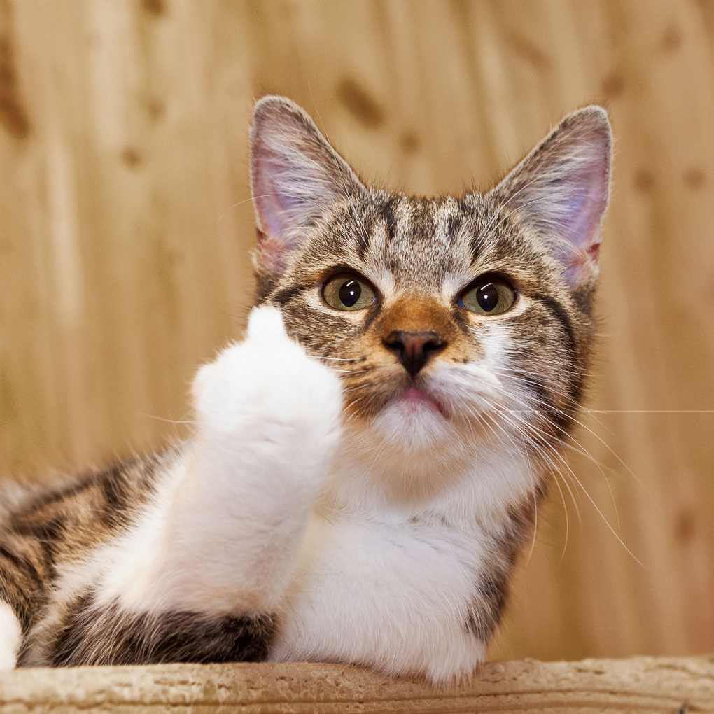 Weitere Ansicht: Lustige Tiere / Funny Animals 2027