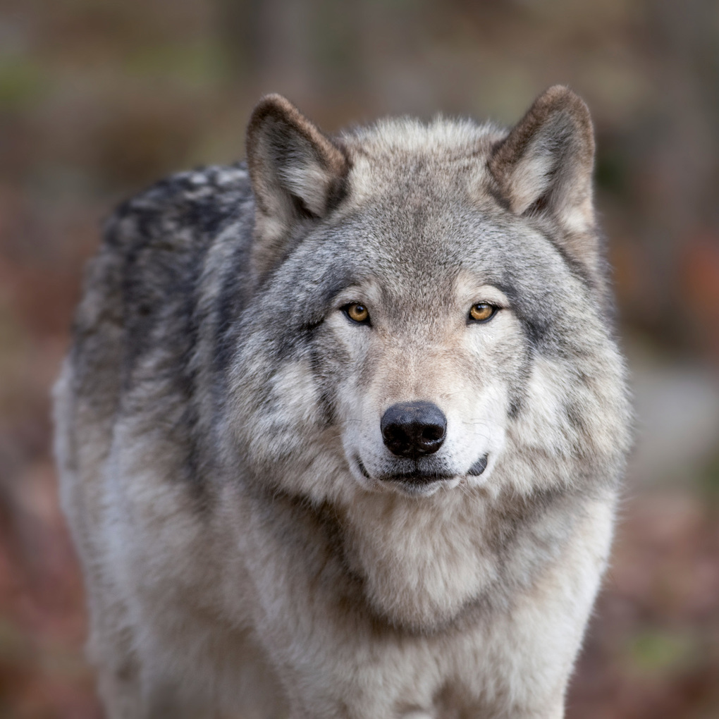 Weitere Ansicht: Wölfe / Wolves 2027