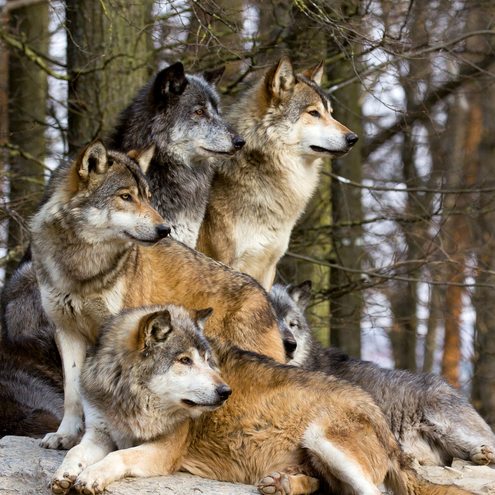 Weitere Ansicht: Wölfe / Wolves 2027