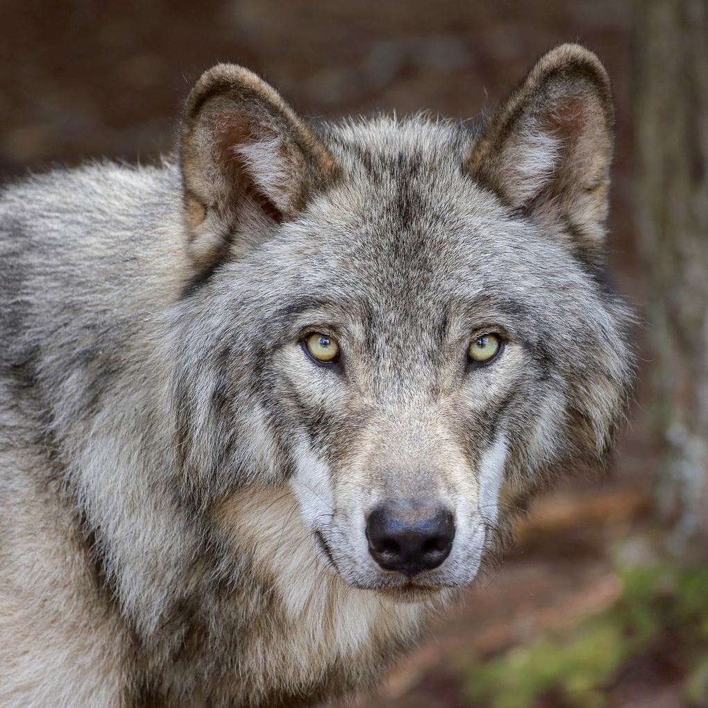 Weitere Ansicht: Wölfe / Wolves 2027