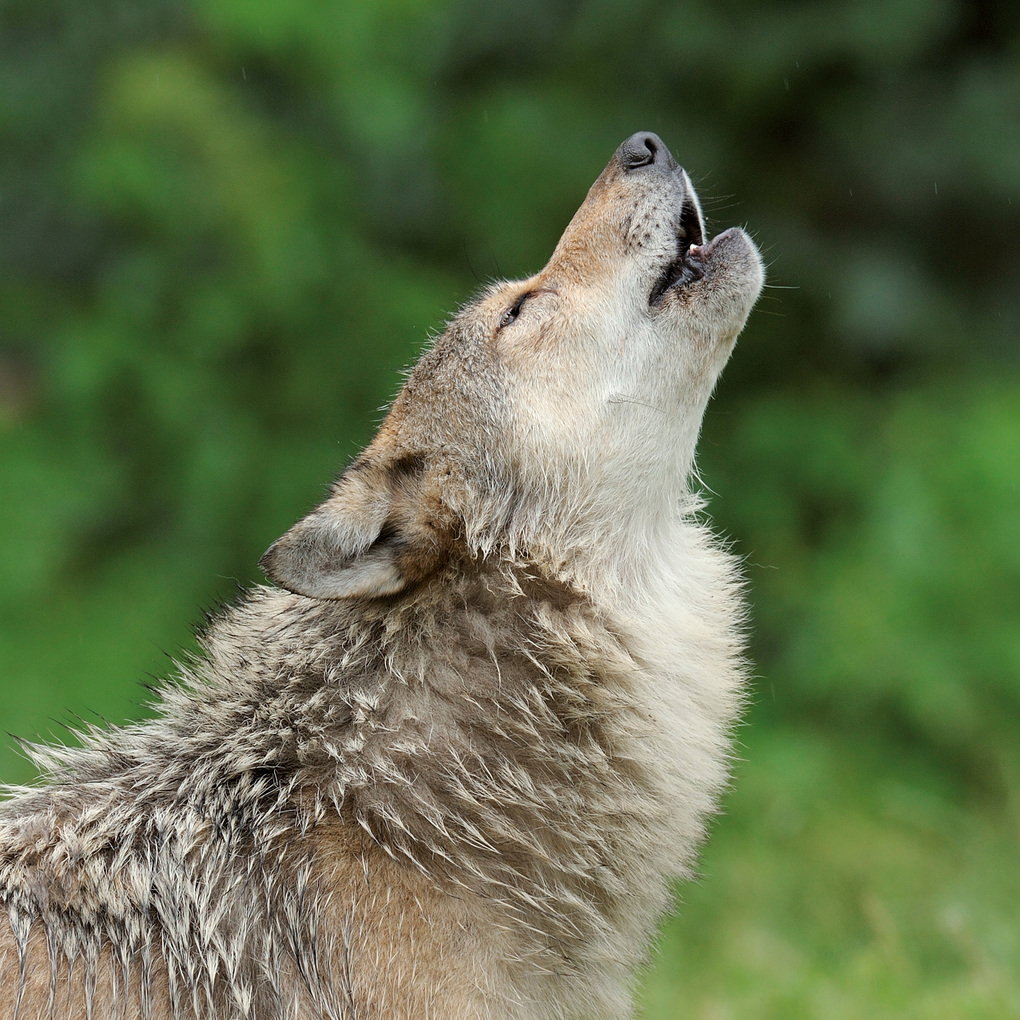 Weitere Ansicht: Wölfe / Wolves 2027