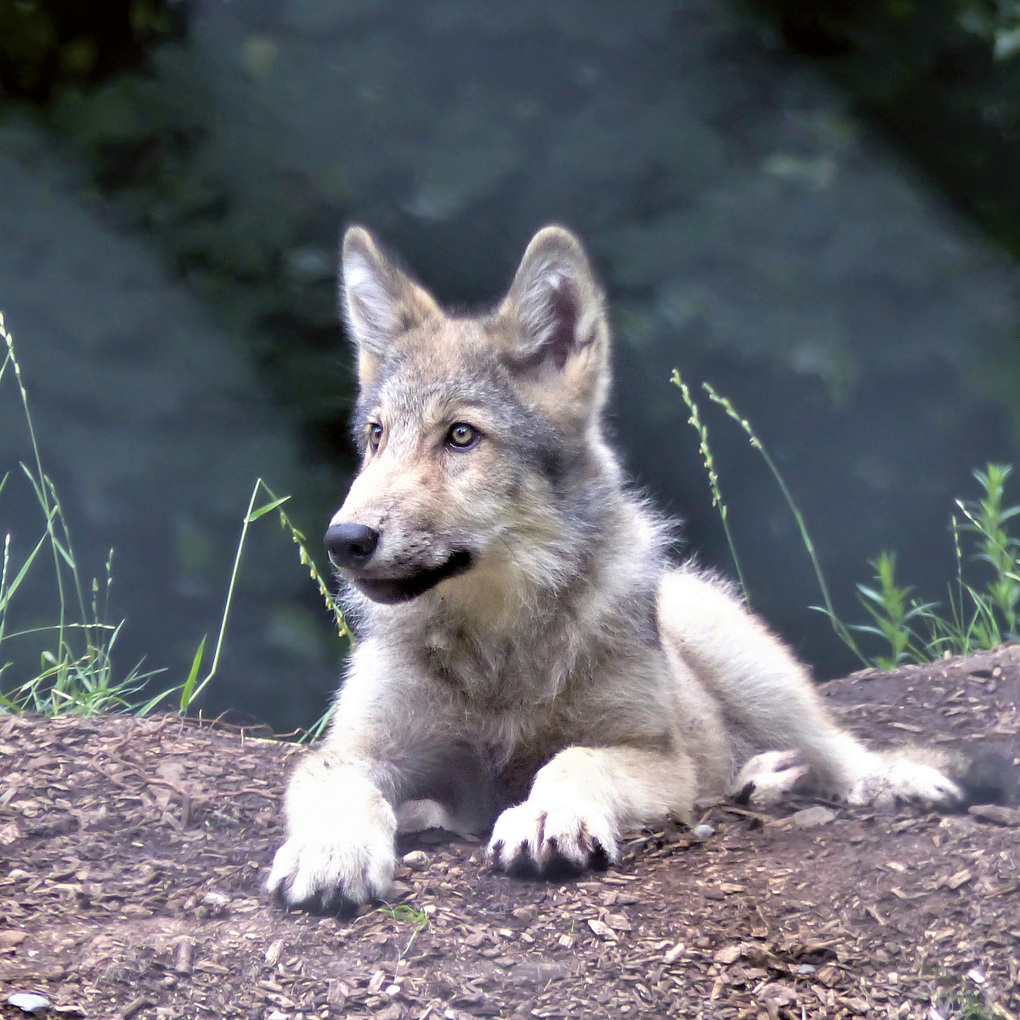 Weitere Ansicht: Wölfe / Wolves 2027