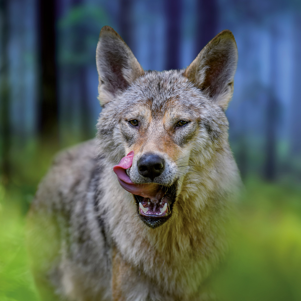 Weitere Ansicht: Wölfe / Wolves 2027