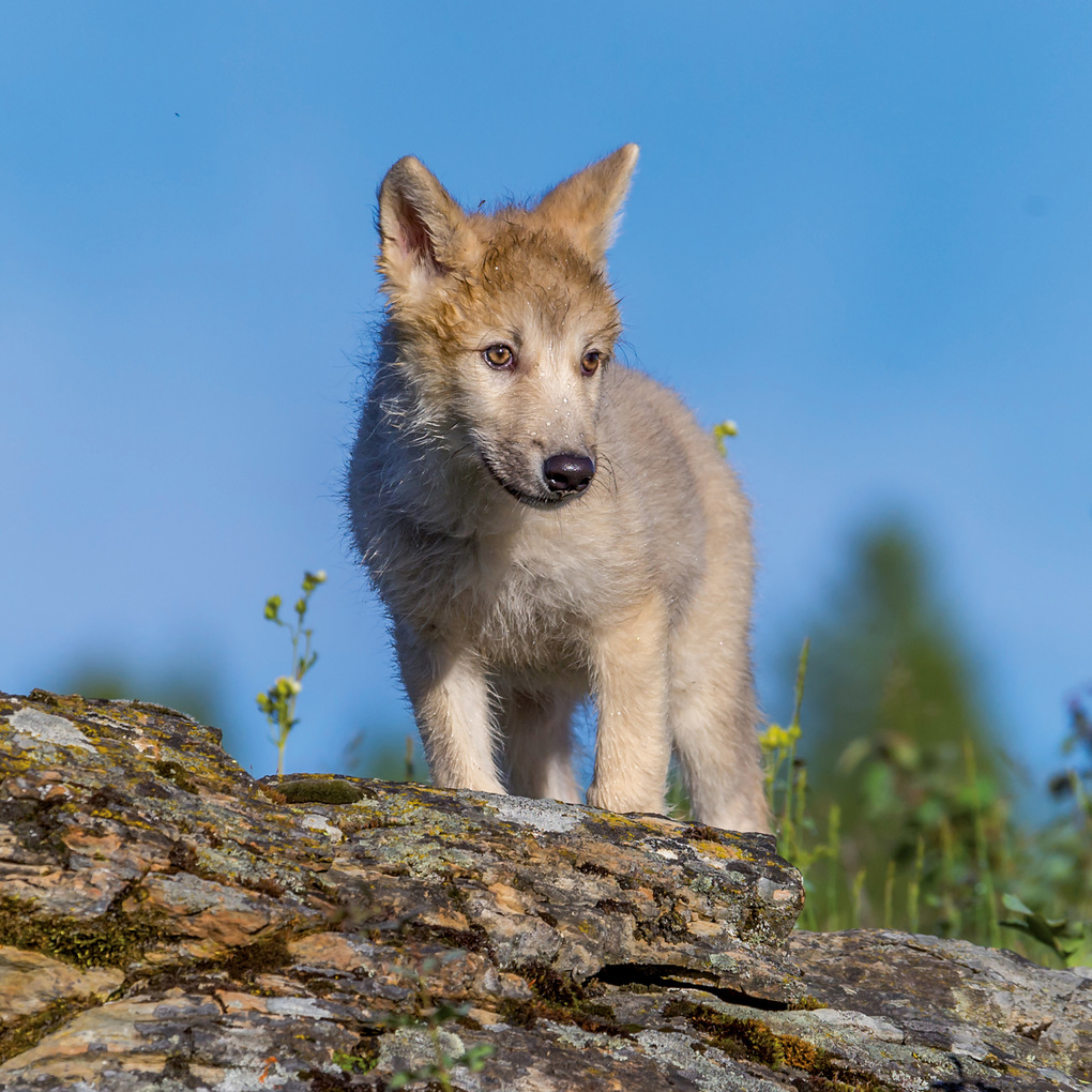 Weitere Ansicht: Wölfe / Wolves 2027