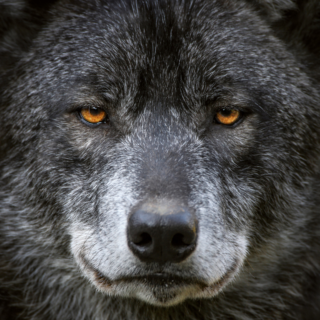Weitere Ansicht: Wölfe / Wolves 2027