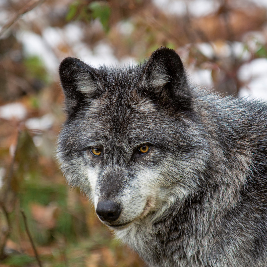 Weitere Ansicht: Wölfe / Wolves 2027