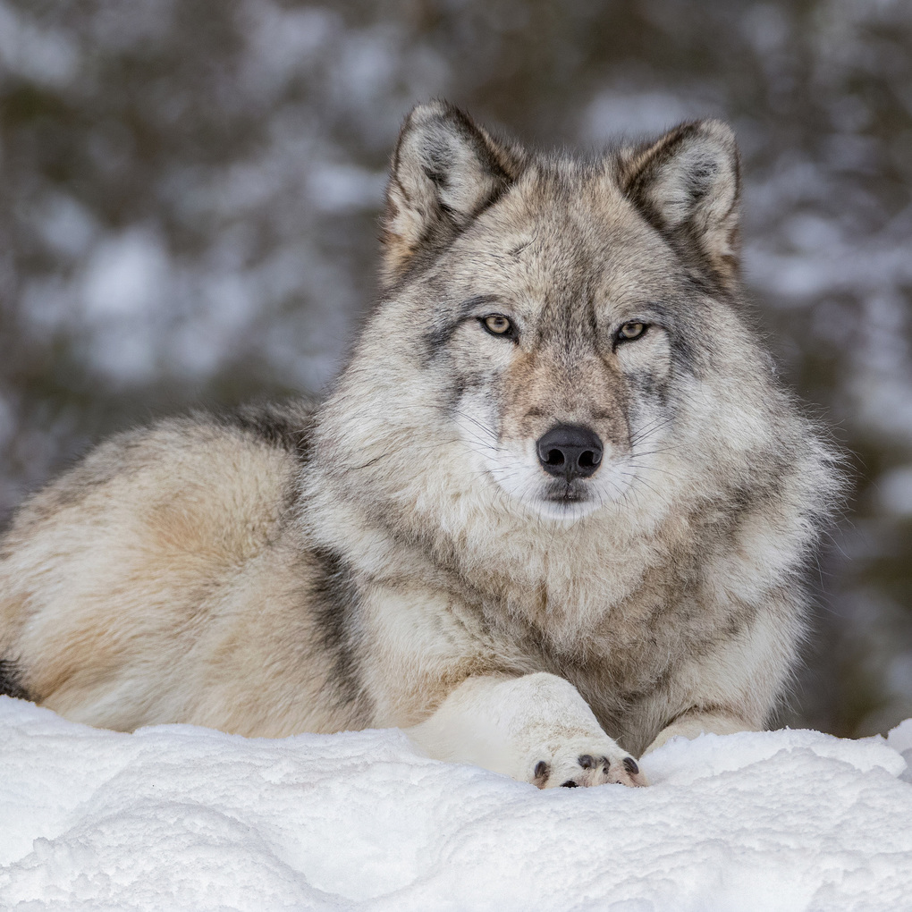 Weitere Ansicht: Wölfe / Wolves 2027