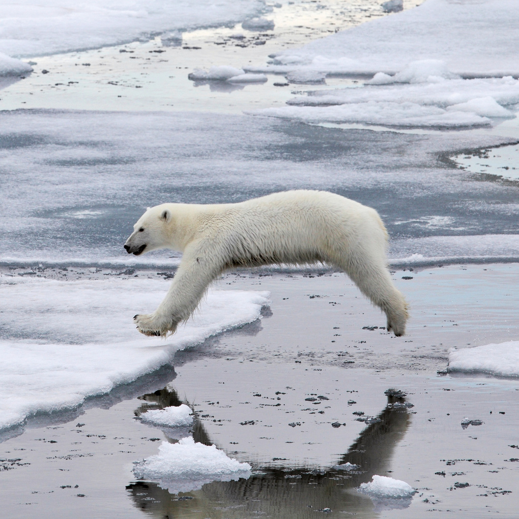 Weitere Ansicht: Eisbären / Polar Bears 2027