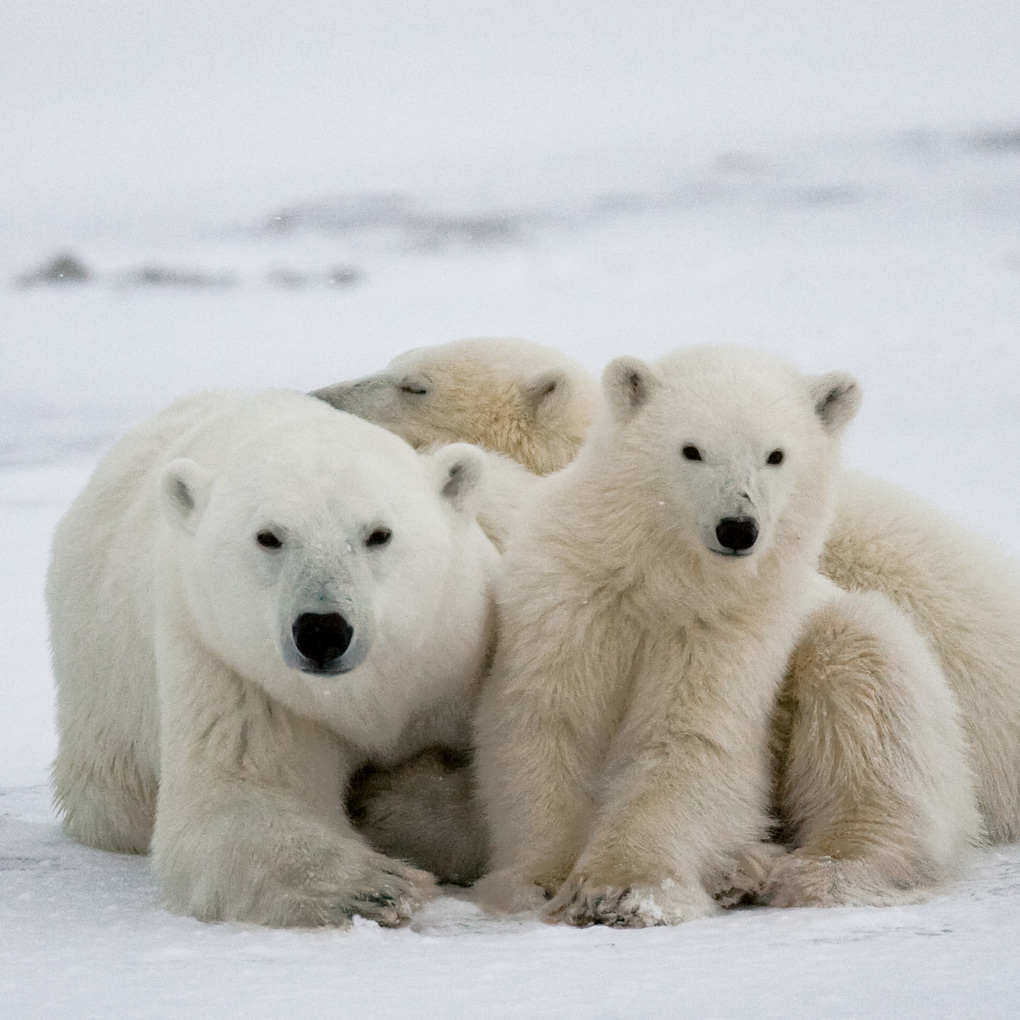 Weitere Ansicht: Eisbären / Polar Bears 2027