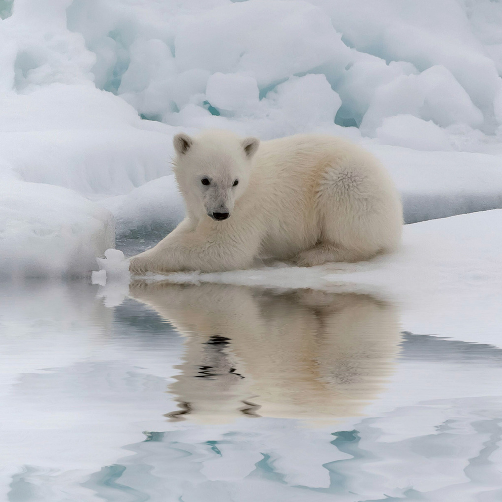 Weitere Ansicht: Eisbären / Polar Bears 2027