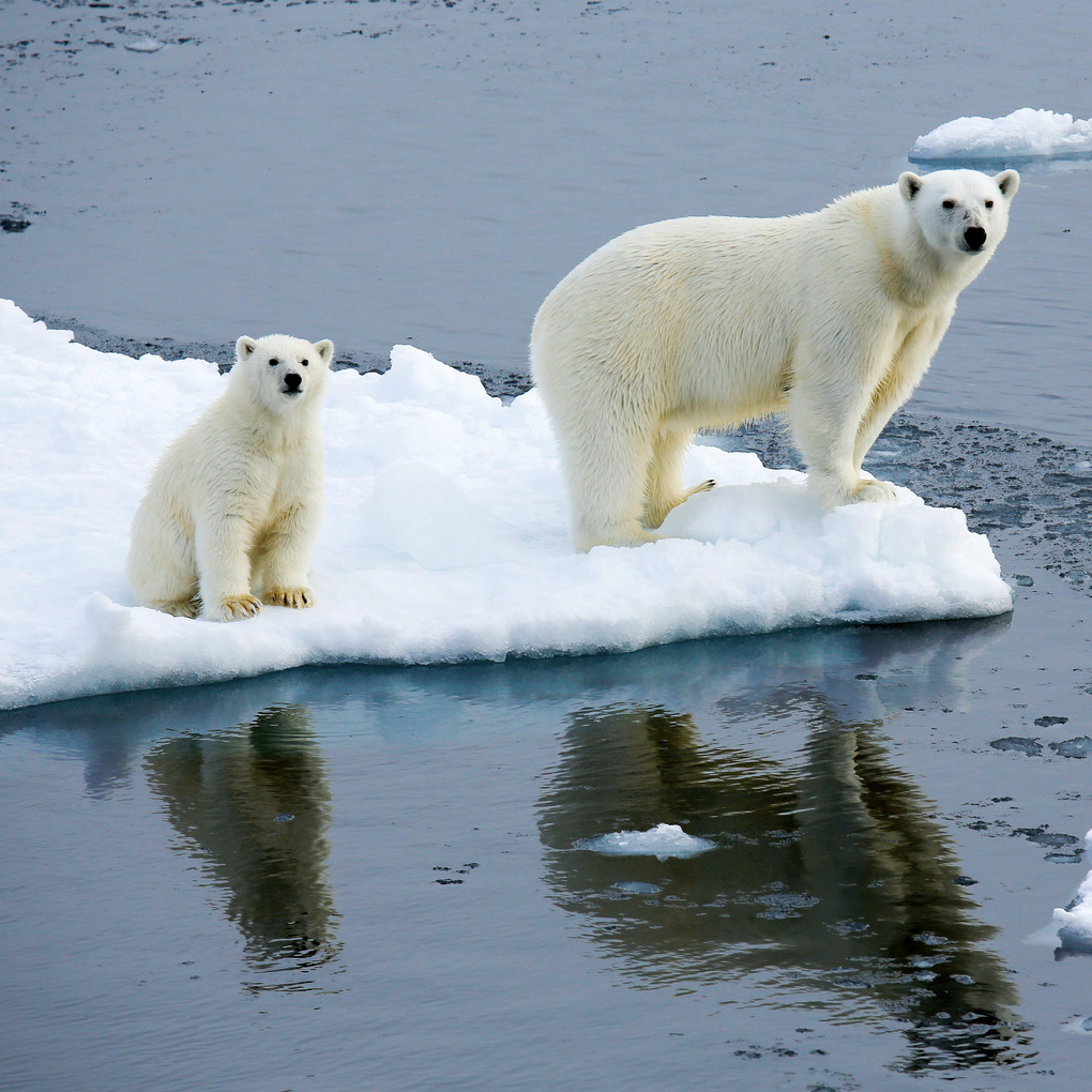 Weitere Ansicht: Eisbären / Polar Bears 2027