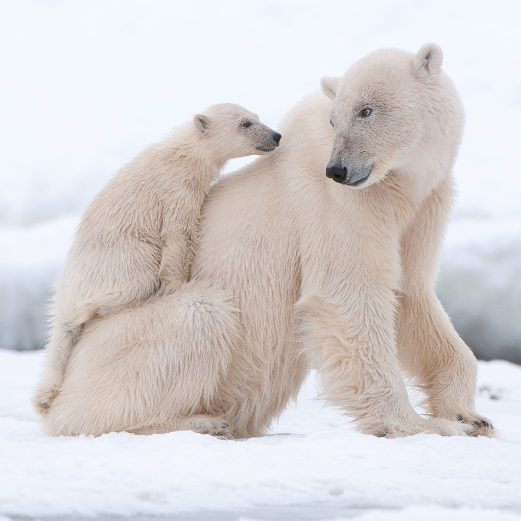 Weitere Ansicht: Eisbären / Polar Bears 2027
