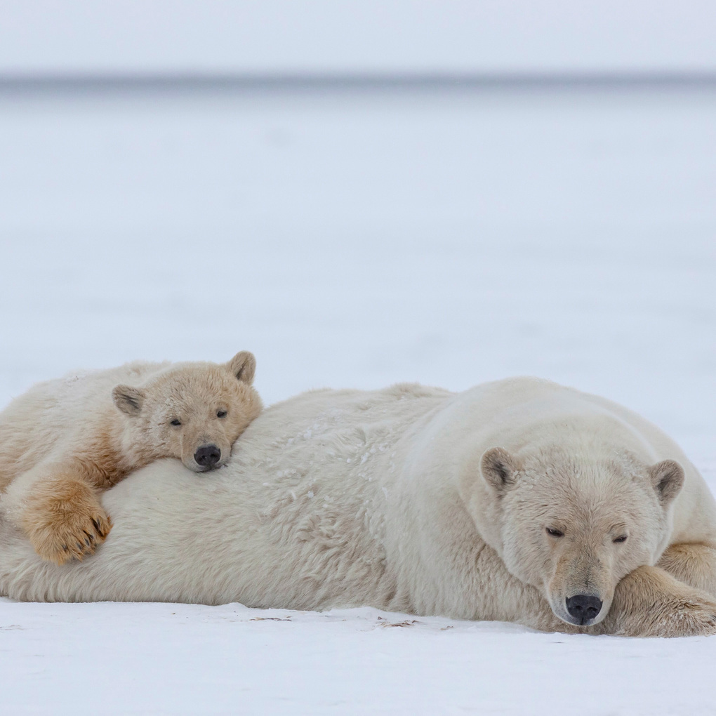 Weitere Ansicht: Eisbären / Polar Bears 2027