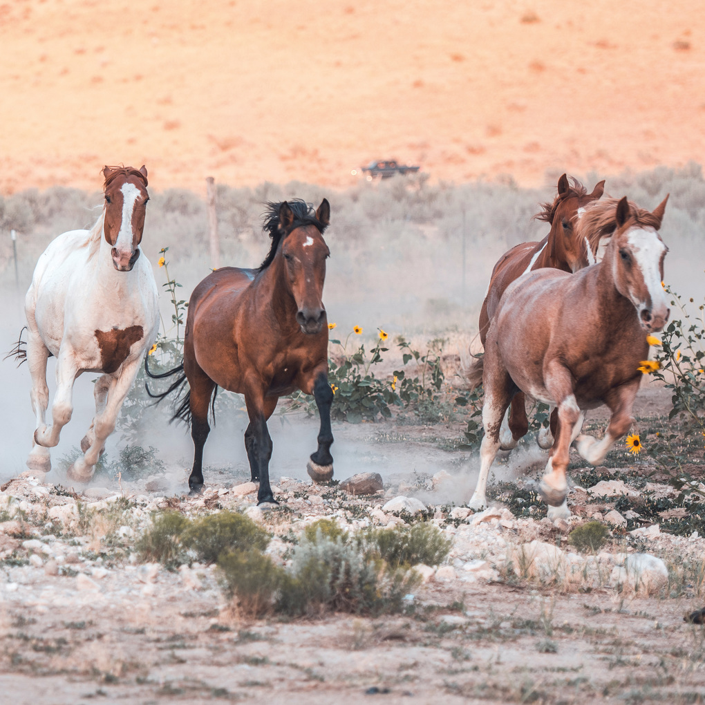 Weitere Ansicht: Pferde / Horses 2027