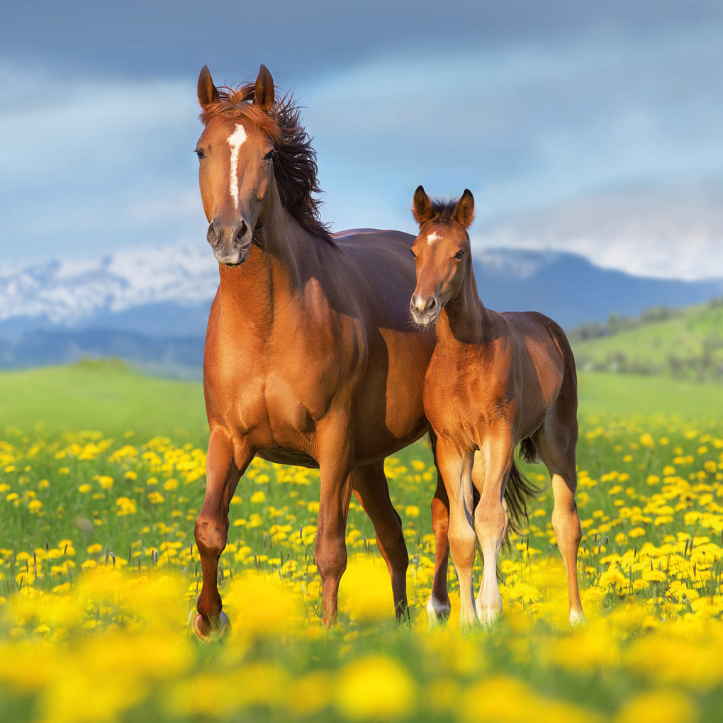 Weitere Ansicht: Pferde / Horses 2027