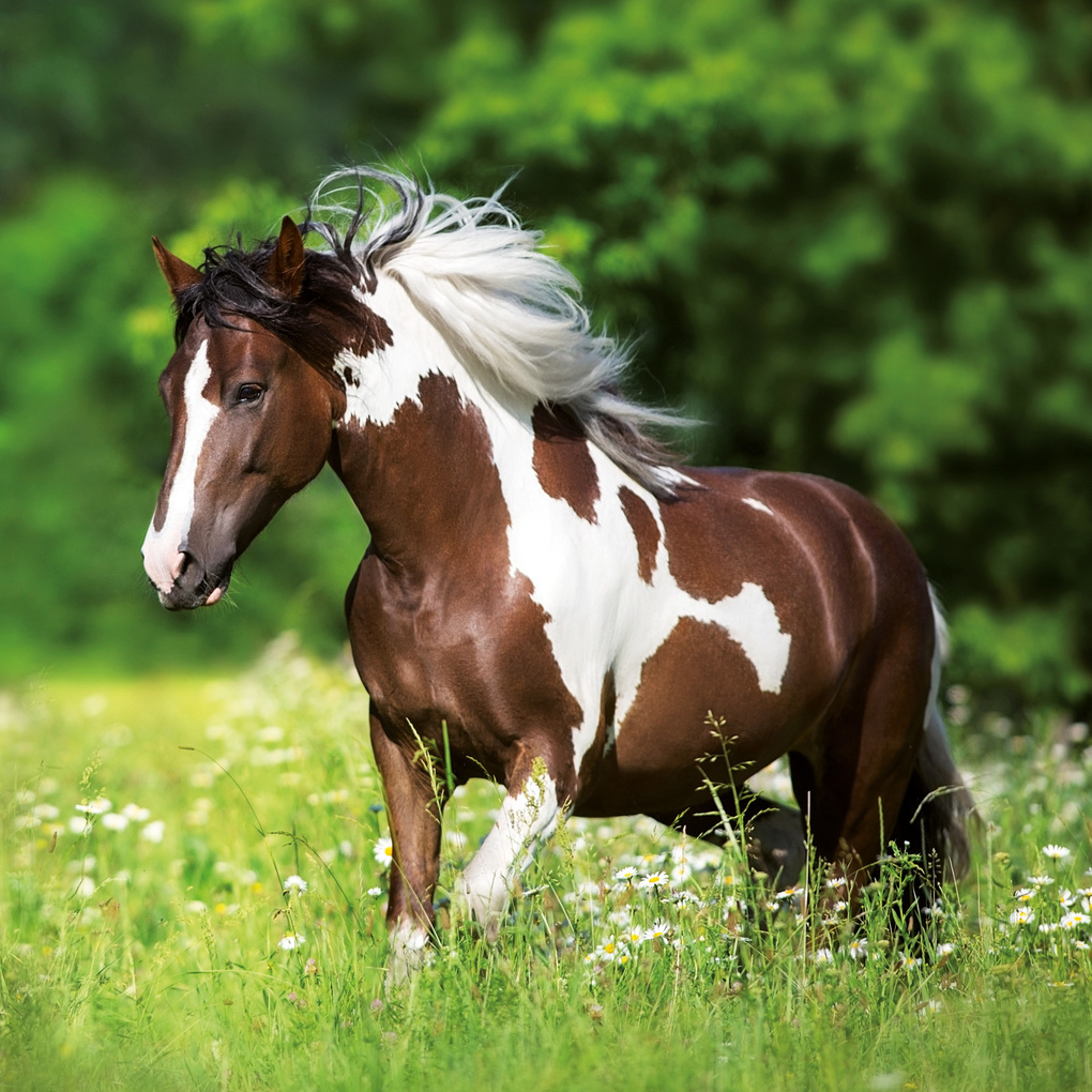 Weitere Ansicht: Pferde / Horses 2027