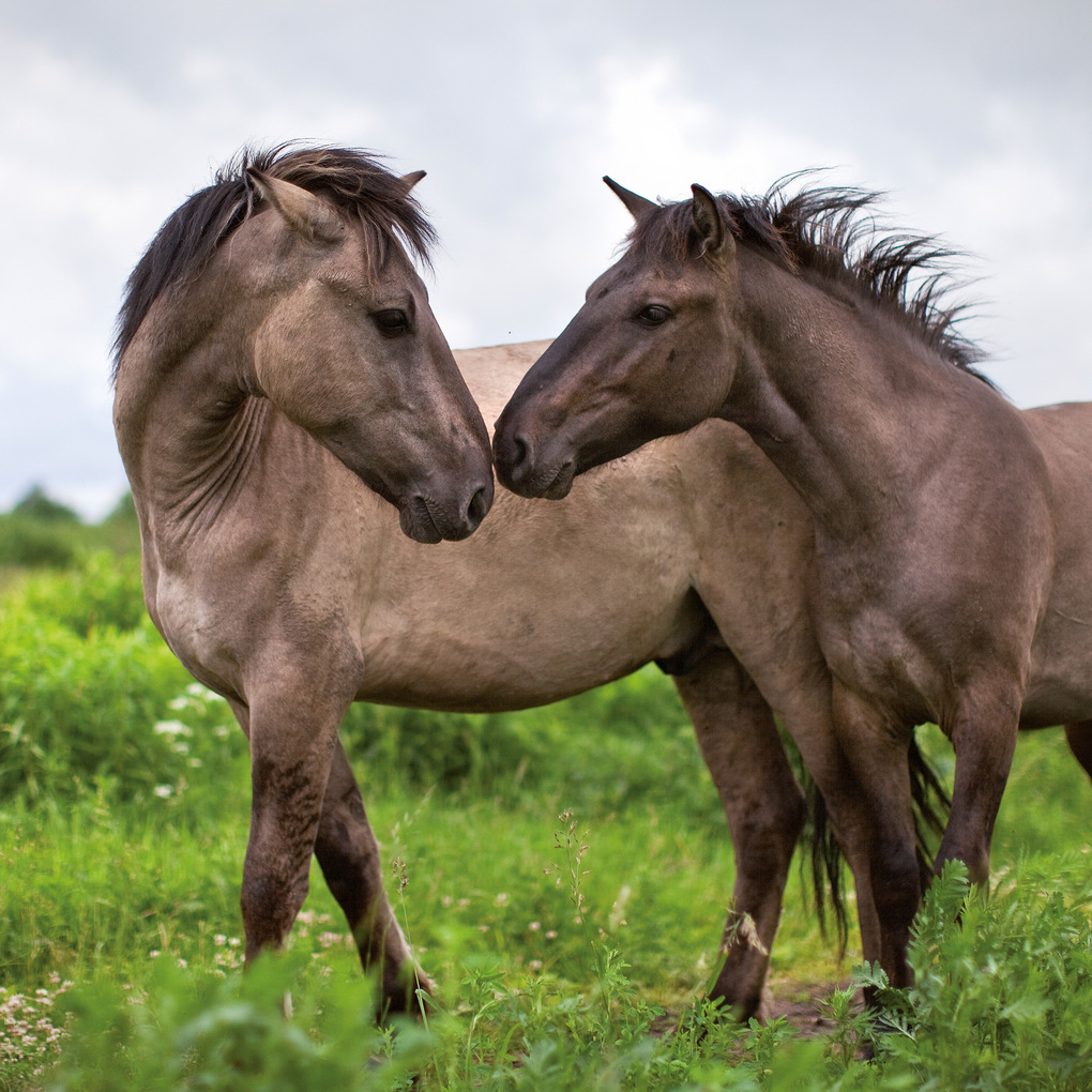 Weitere Ansicht: Pferde / Horses 2027