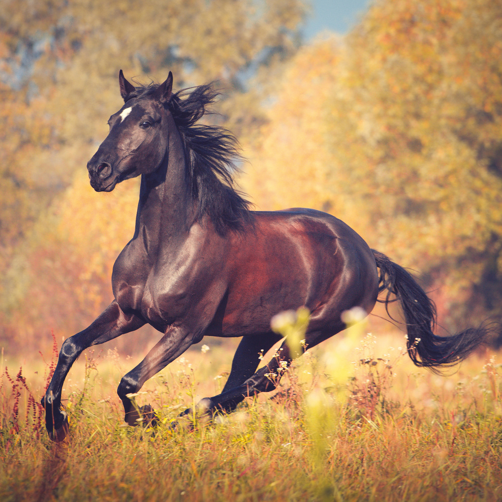 Weitere Ansicht: Pferde / Horses 2027