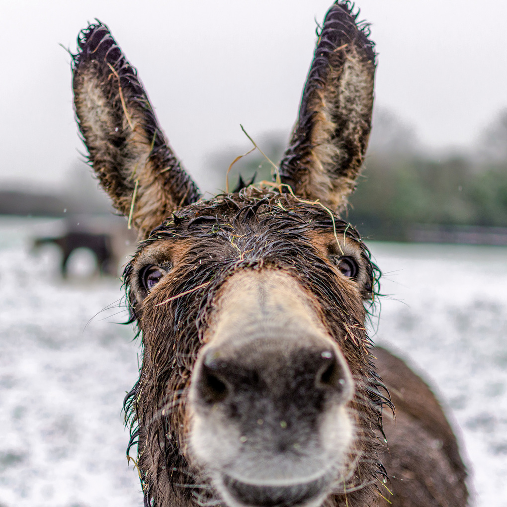 Weitere Ansicht: Esel / Donkeys 2027
