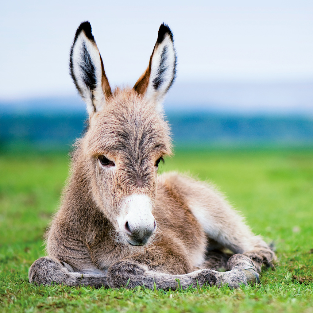 Weitere Ansicht: Esel / Donkeys 2027