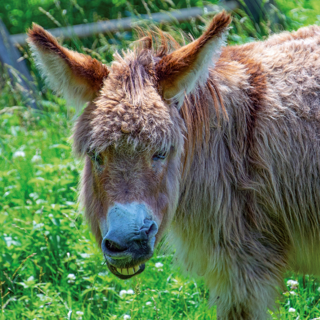 Weitere Ansicht: Esel / Donkeys 2027