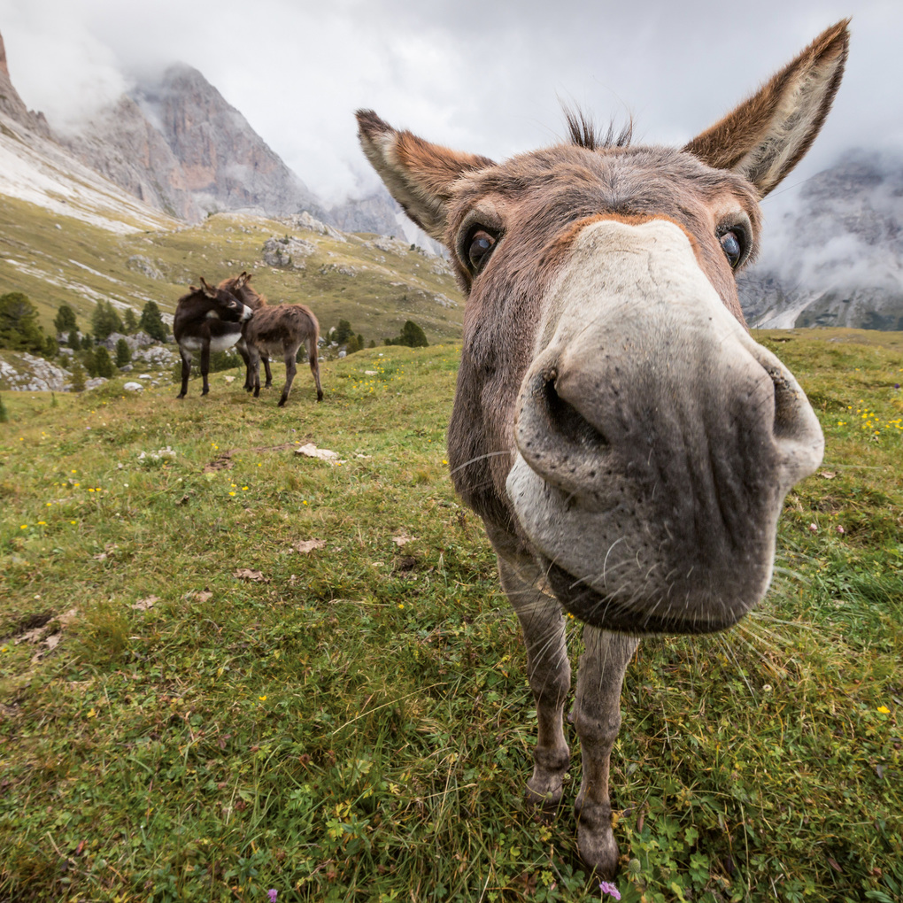 Weitere Ansicht: Esel / Donkeys 2027